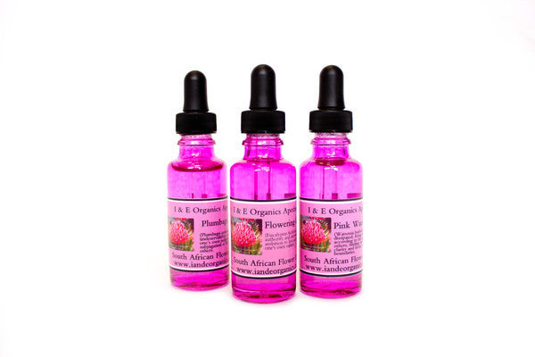 Flower Essences from South Africa ~ Mountain Rose (Protea nana)