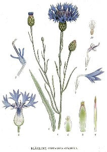 Cornflowers