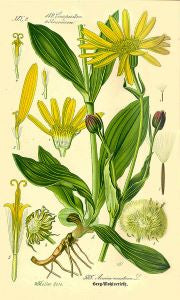 Arnica Flowers