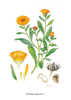 Calendula petals