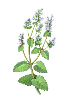 Catnip leaf