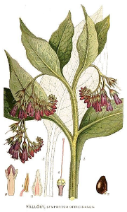 Comfrey Leaf