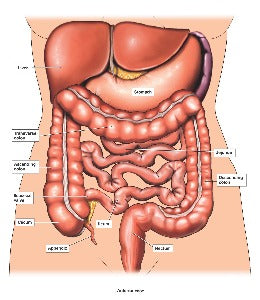 Bowel Nosode Kit - 8 Remedies / 2 potencies