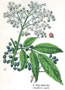 Elder Flowers