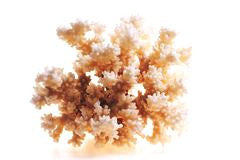 Gurudas Gem Essence ~ Coral (White)