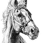 Homeopathy to the Rescue for Horses - 50 count Equine Remedy Kit